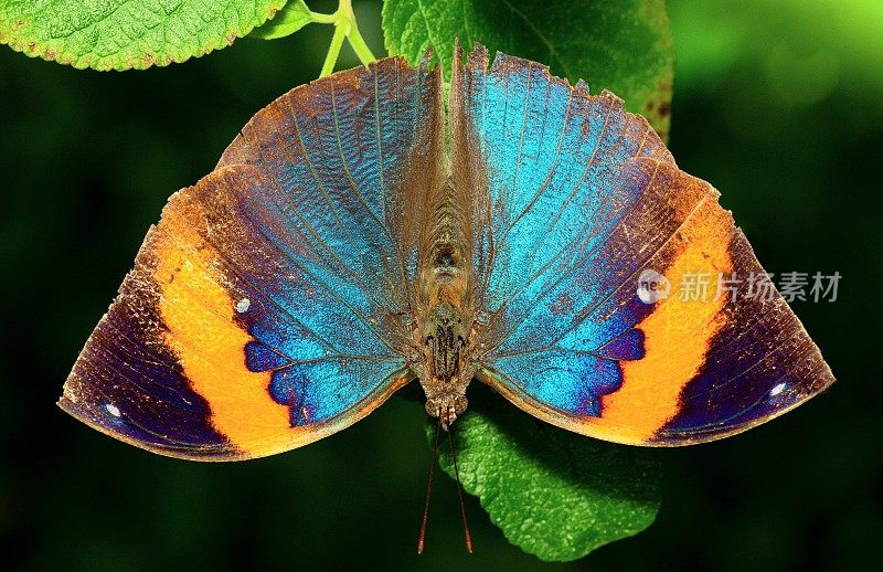 叶蝴蝶(Kallima inachus)展开翅膀的动物行为。